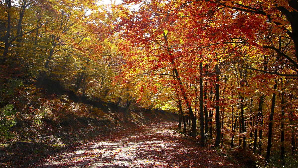 Randonnée en Forêt : Comment Profiter Pleinement des Couleurs de l'Automne