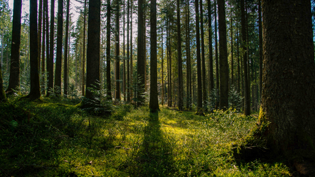 Les plus belles forêts de France à explorer