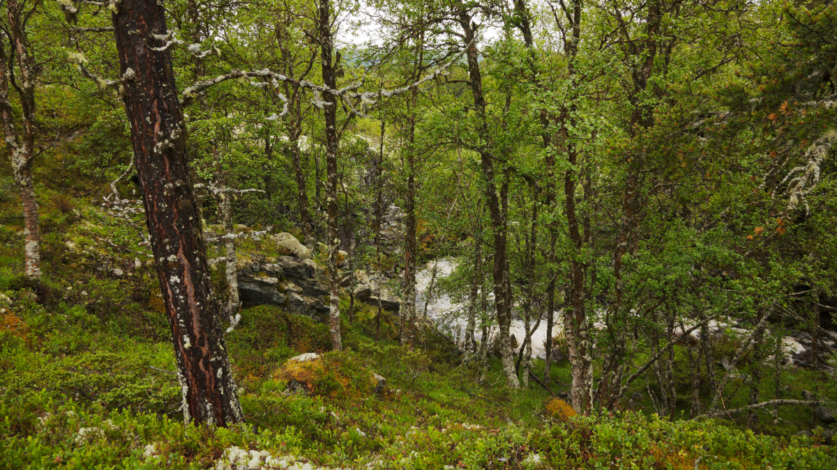 Les Bienfaits du Camping au Printemps : Reconnectez-vous à la Nature