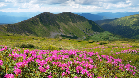 Fleurs sauvages : que voir sur les sentiers au printemps ?